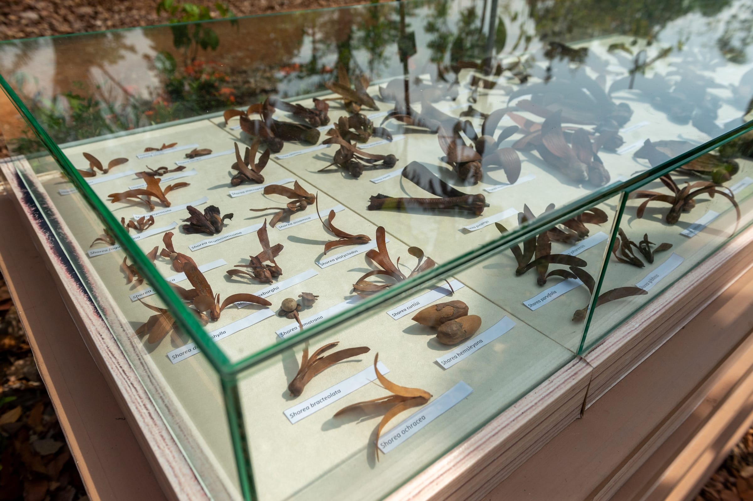 Dipterocarp Fruit Collection